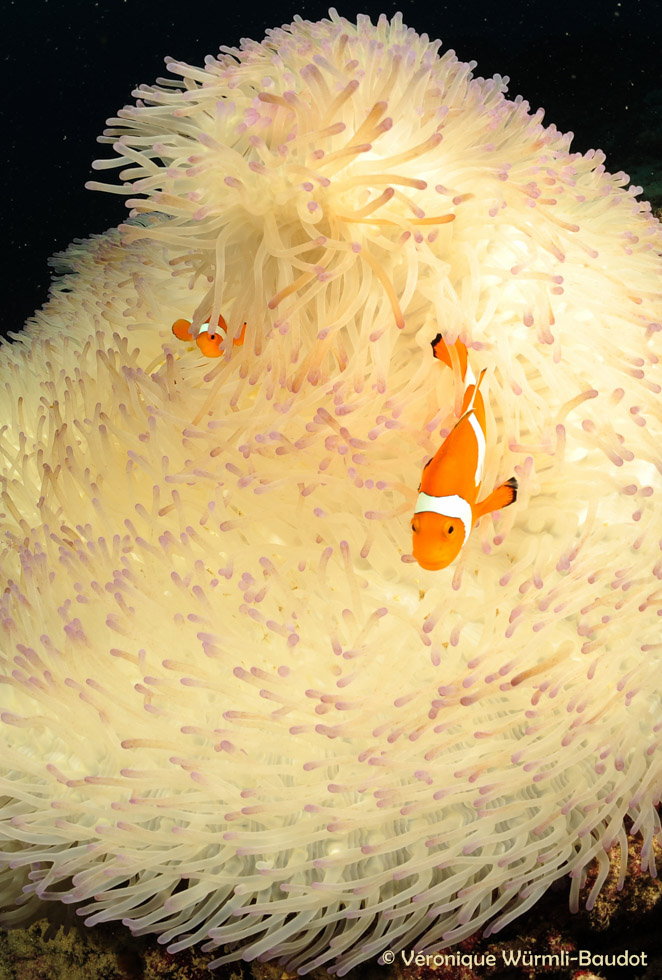 Nemo